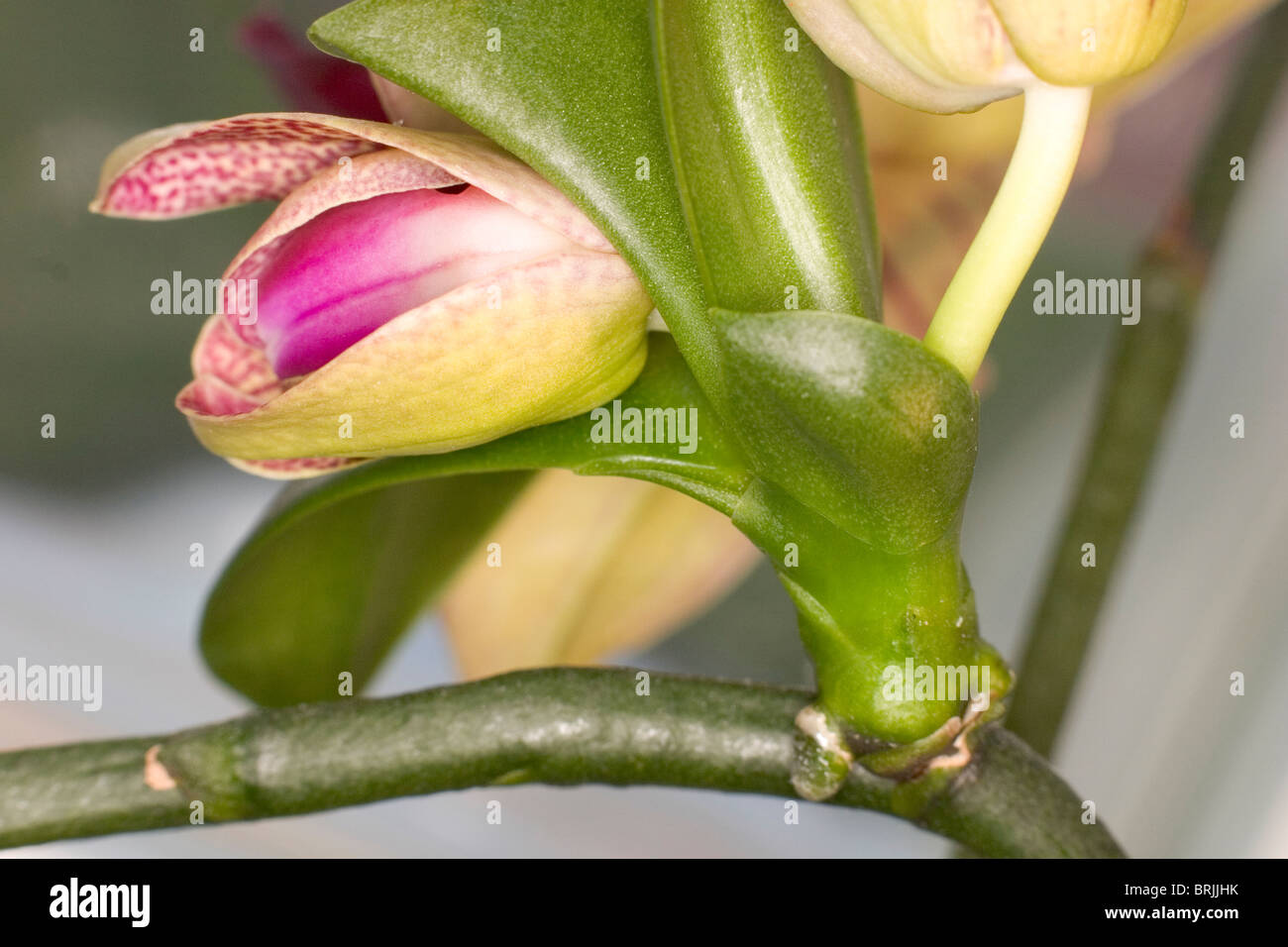 Blooming orchid keikis hires stock photography and images Alamy