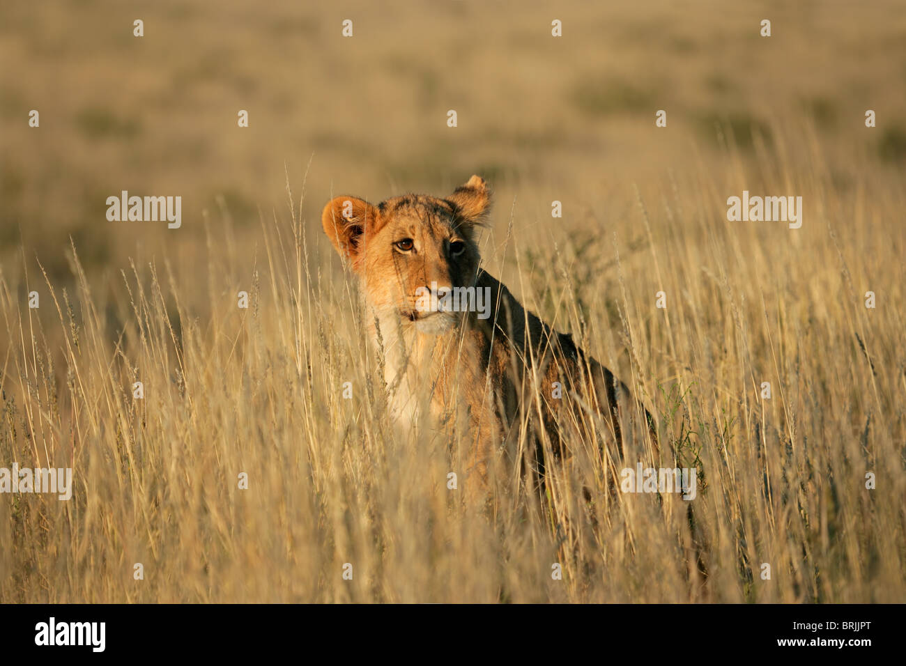 Young lion cub (Panthera leo) sitting among grasses, Kgalagadi Transfrontier Park, South Africa Stock Photo