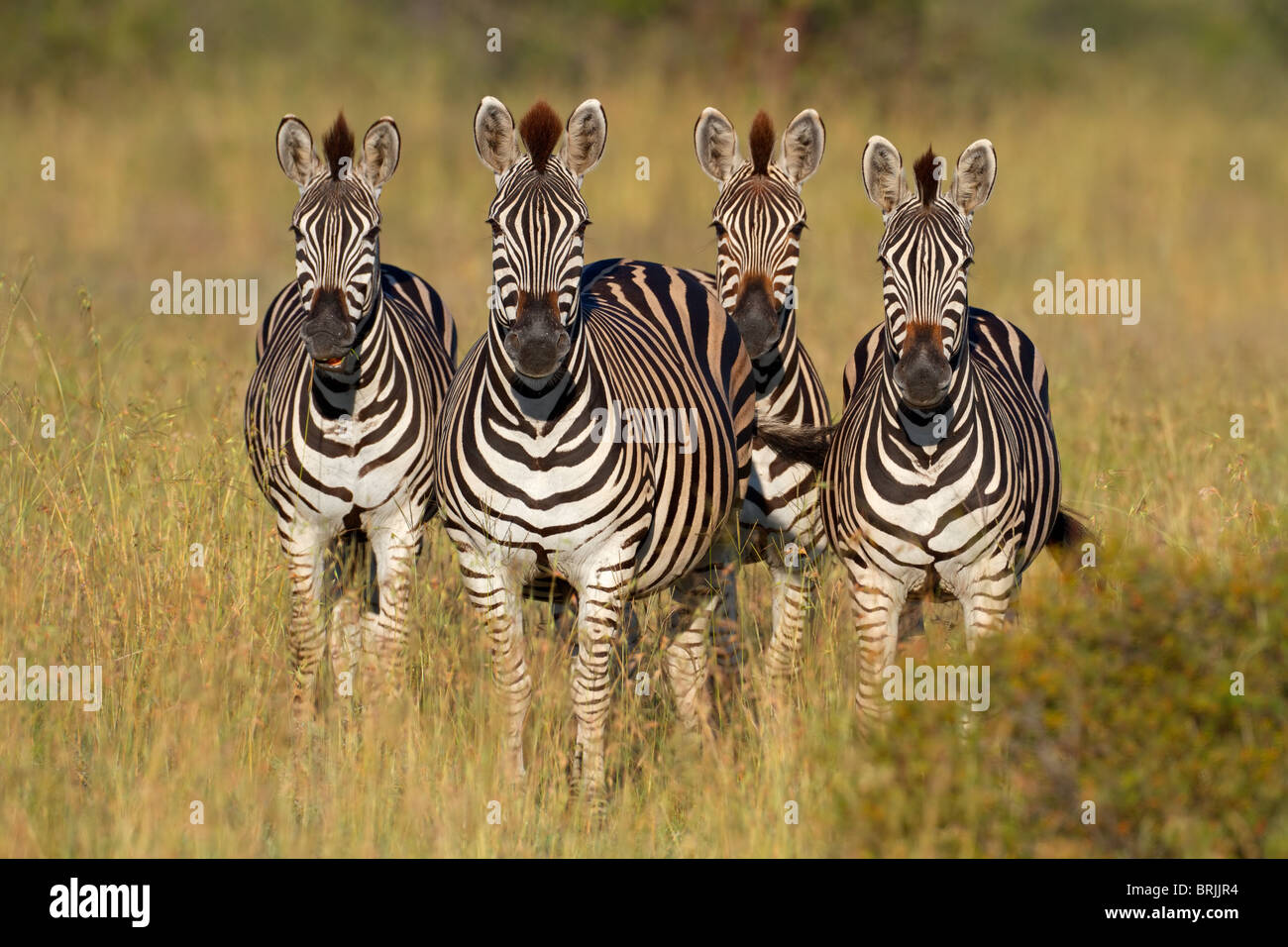 Four plains (Burchell's) Zebras (Equus quagga), South Africa Stock Photo