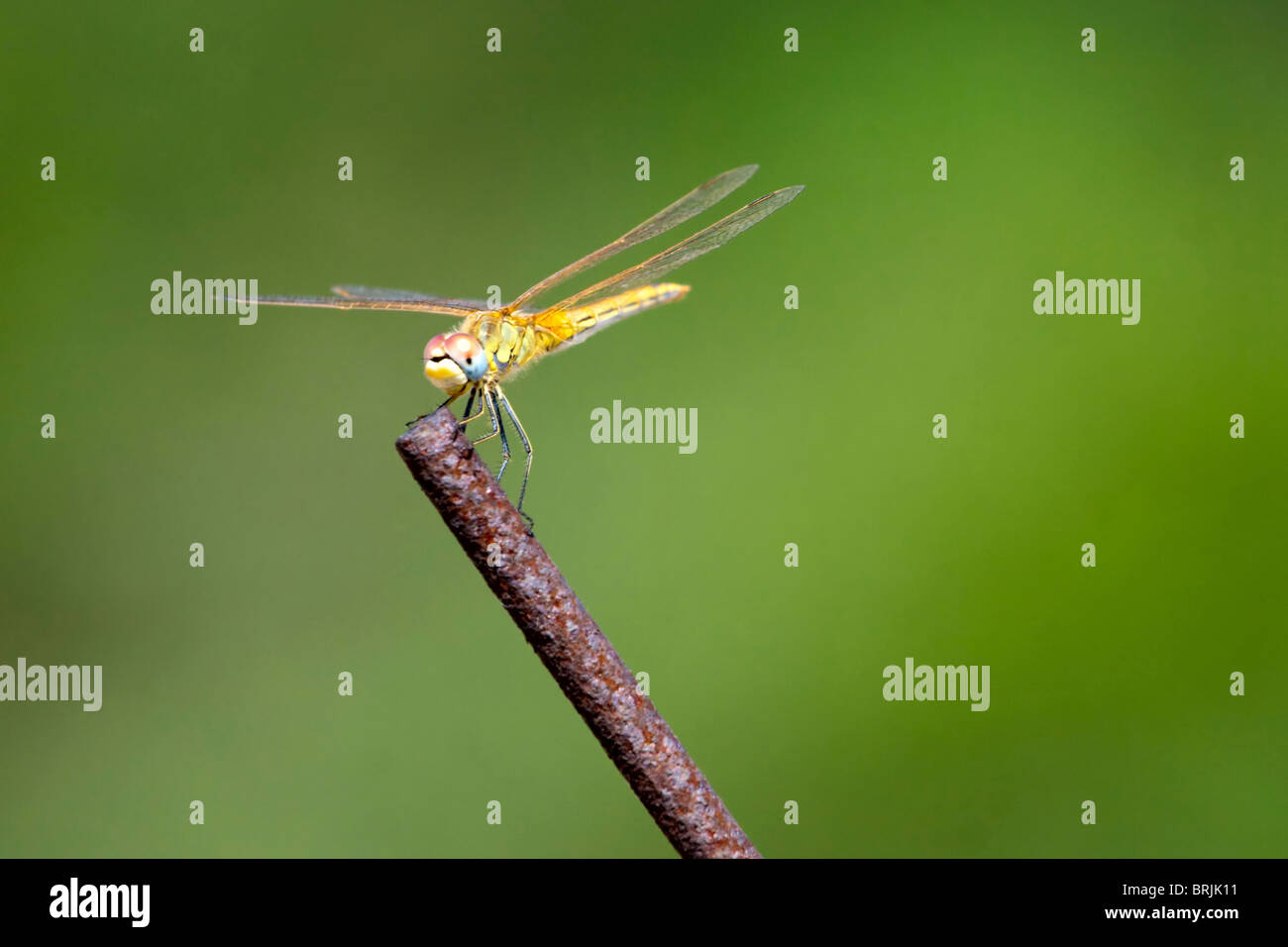 Dragonfly on a twig Stock Photo - Alamy