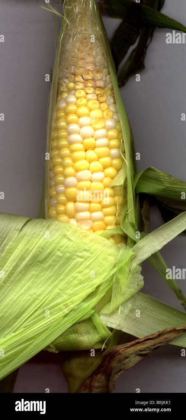 Corn growth stages hires stock photography and images Alamy