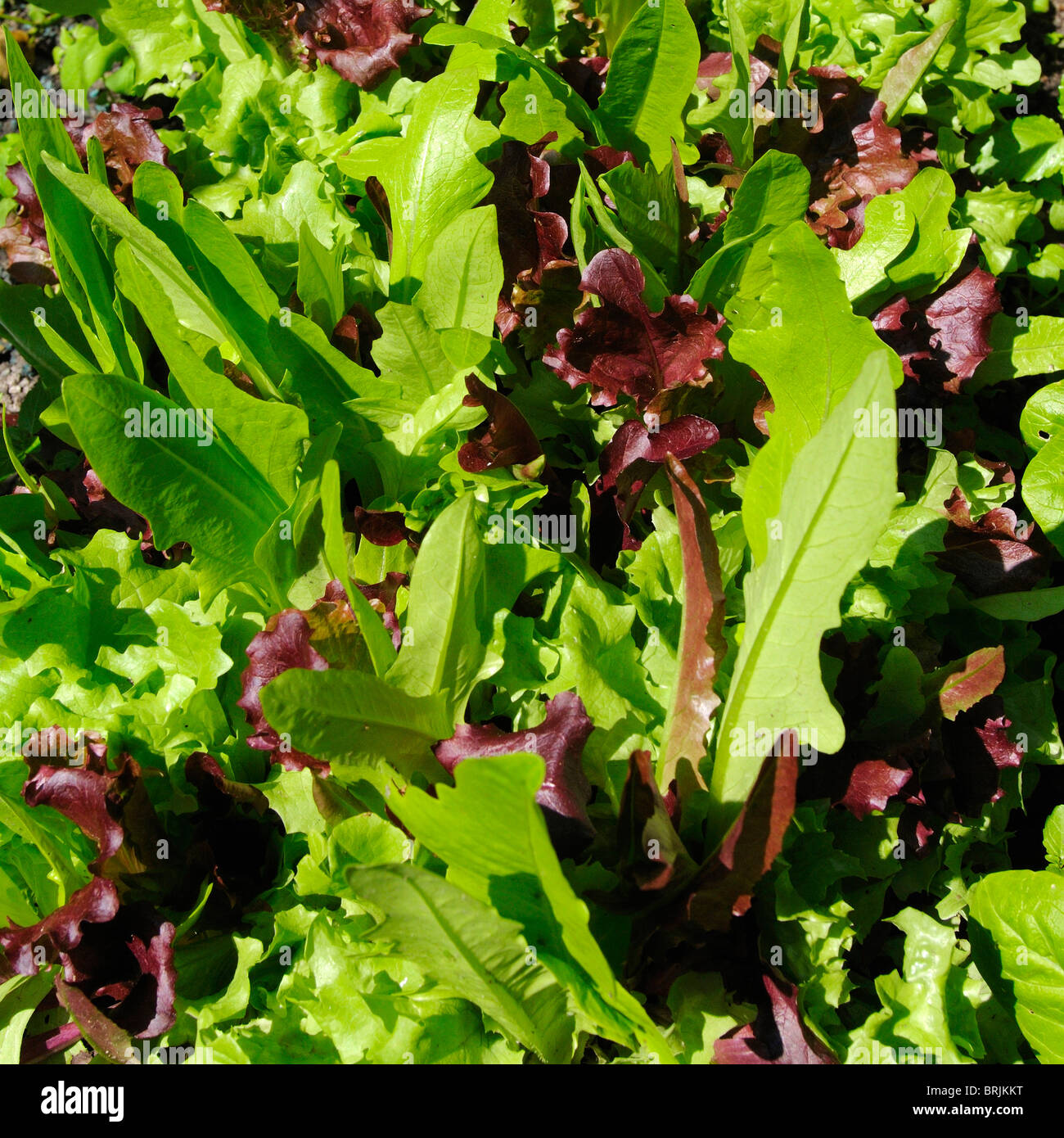 Fresh lettuce leaves in sunlight Stock Photo