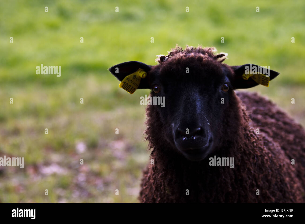 Portrait of a sheep Stock Photo