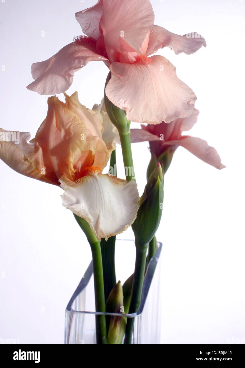 Iris vase still life iris in vase hires stock photography and images