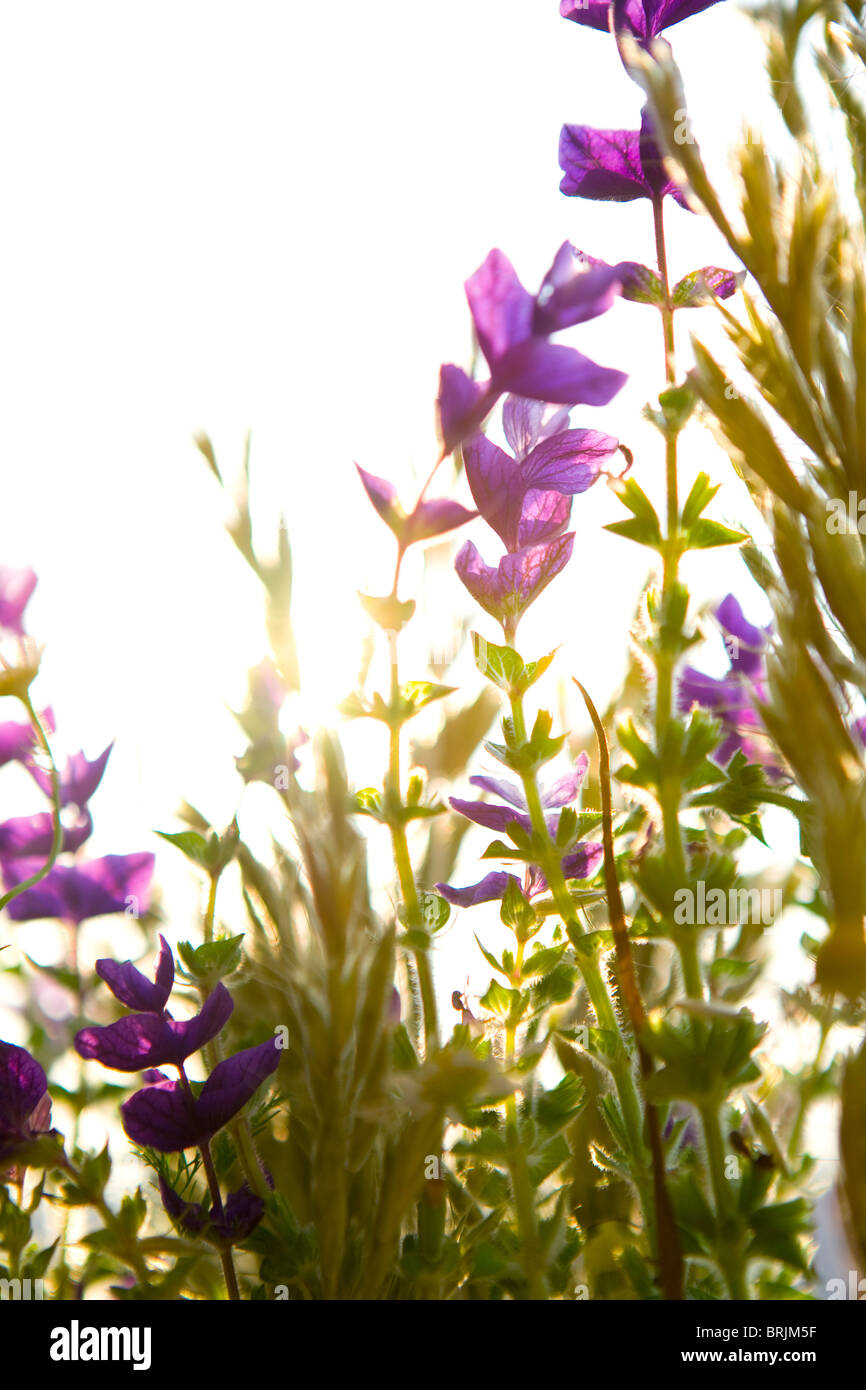 Sunlit wildflowers hi-res stock photography and images - Alamy