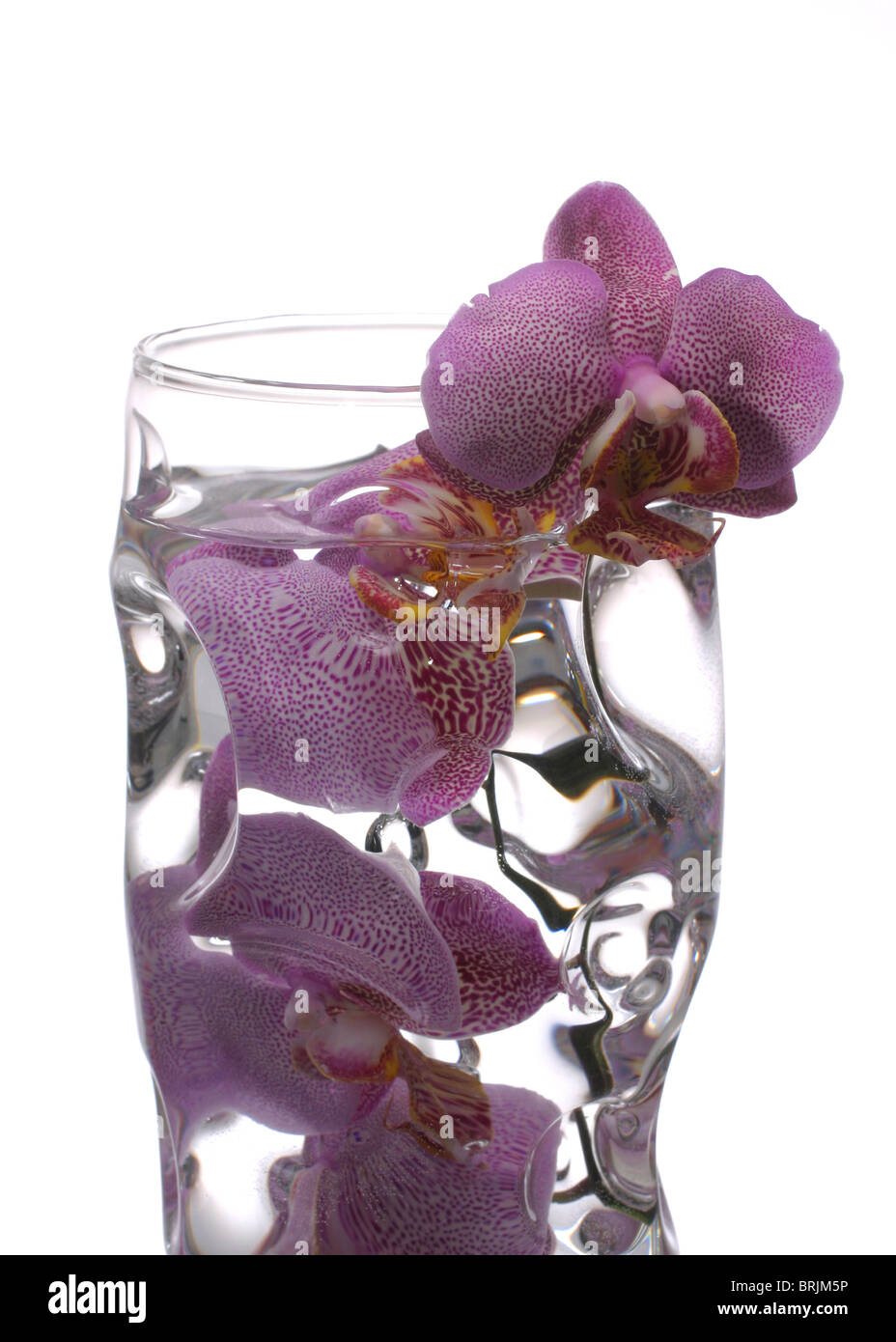 Orchids in vase of water Stock Photo Alamy