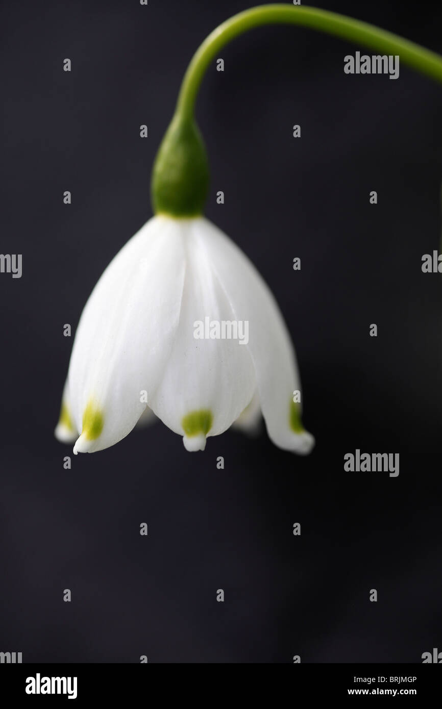 Limp flower hires stock photography and images Alamy