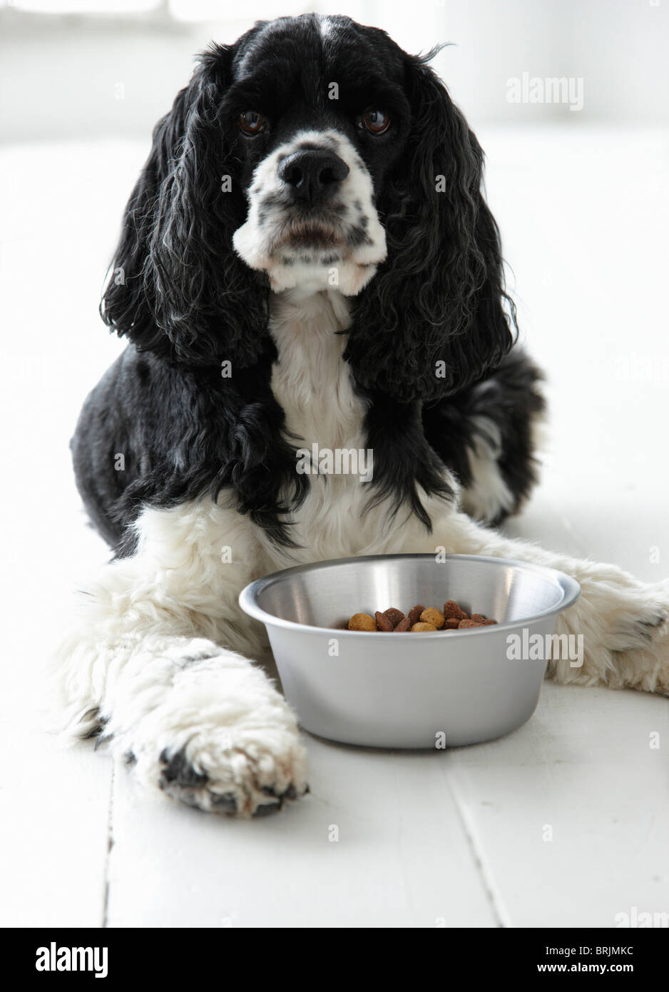 Cocker Spaniel With a Bowl of Dog Food Stock Photo