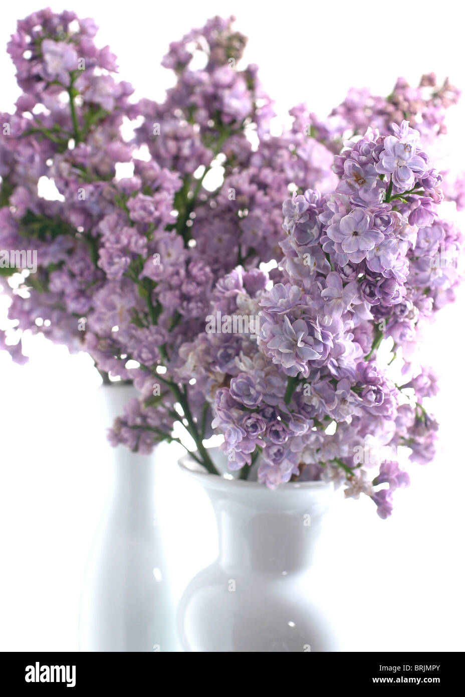 Lilacs in vases Stock Photo