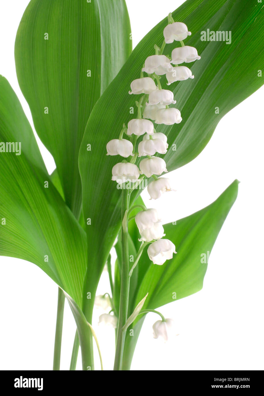 Lilies of the valley images hi-res stock photography and images - Alamy