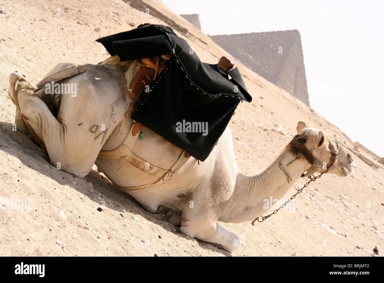 A camel takes a rest in front of the pyramids. Stock Photo