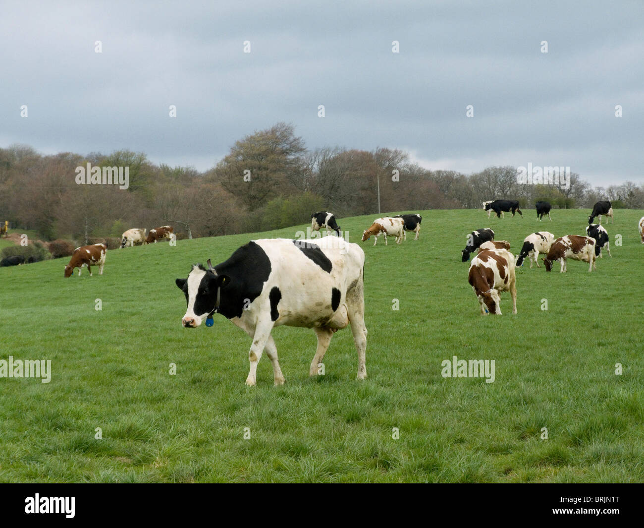 Friesian cattle in a field near Torthorwald Dumfriesshire Scotland on a cloudy late April day Stock Photo