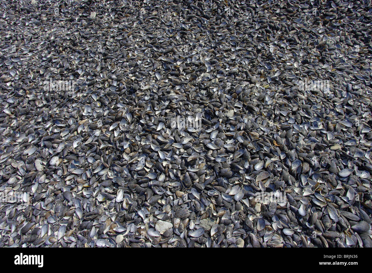 mussel shells Stock Photo