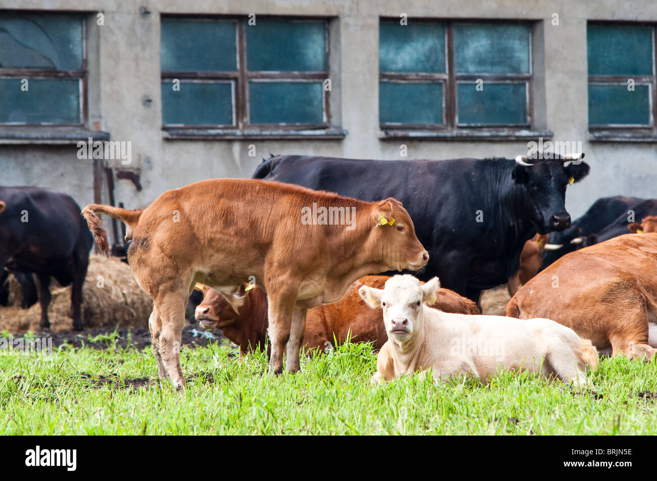 calf and cows on dairy farm Stock Photo - Alamy