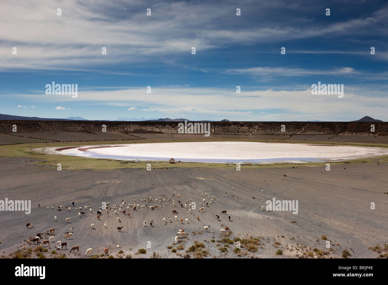 a herd of llama in a volcanic crater on the altiplano, nr Castiloma, Bolivia Stock Photo