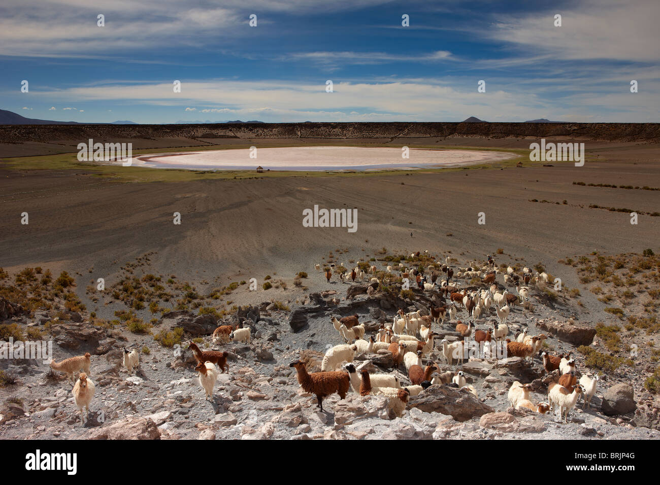 a herd of llama in a volcanic crater on the altiplano, nr Castiloma, Bolivia Stock Photo