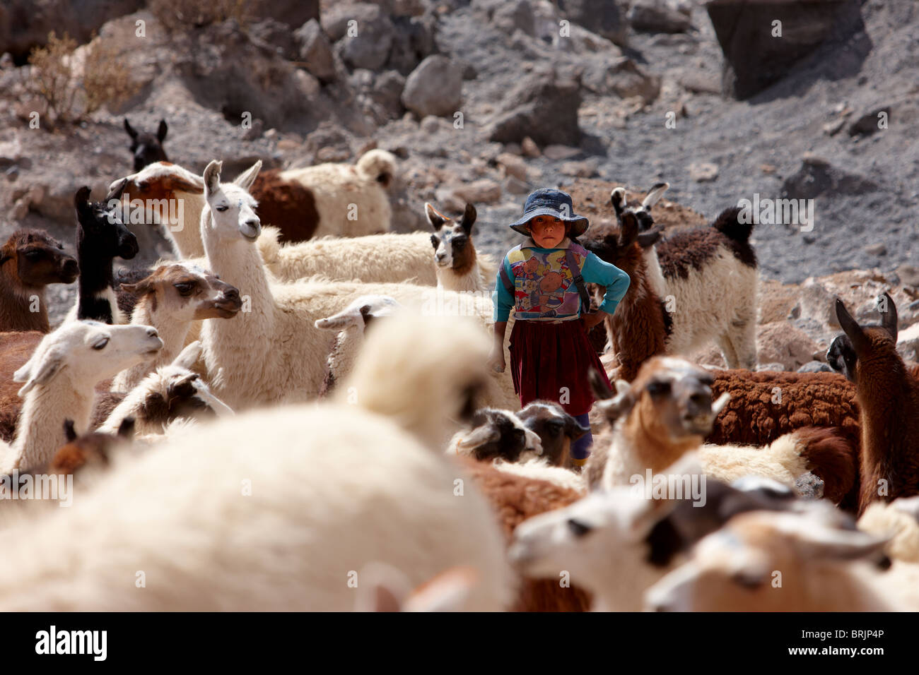 a girl with a herd of llama in a volcanic crater on the altiplano, nr Castiloma, Bolivia Stock Photo