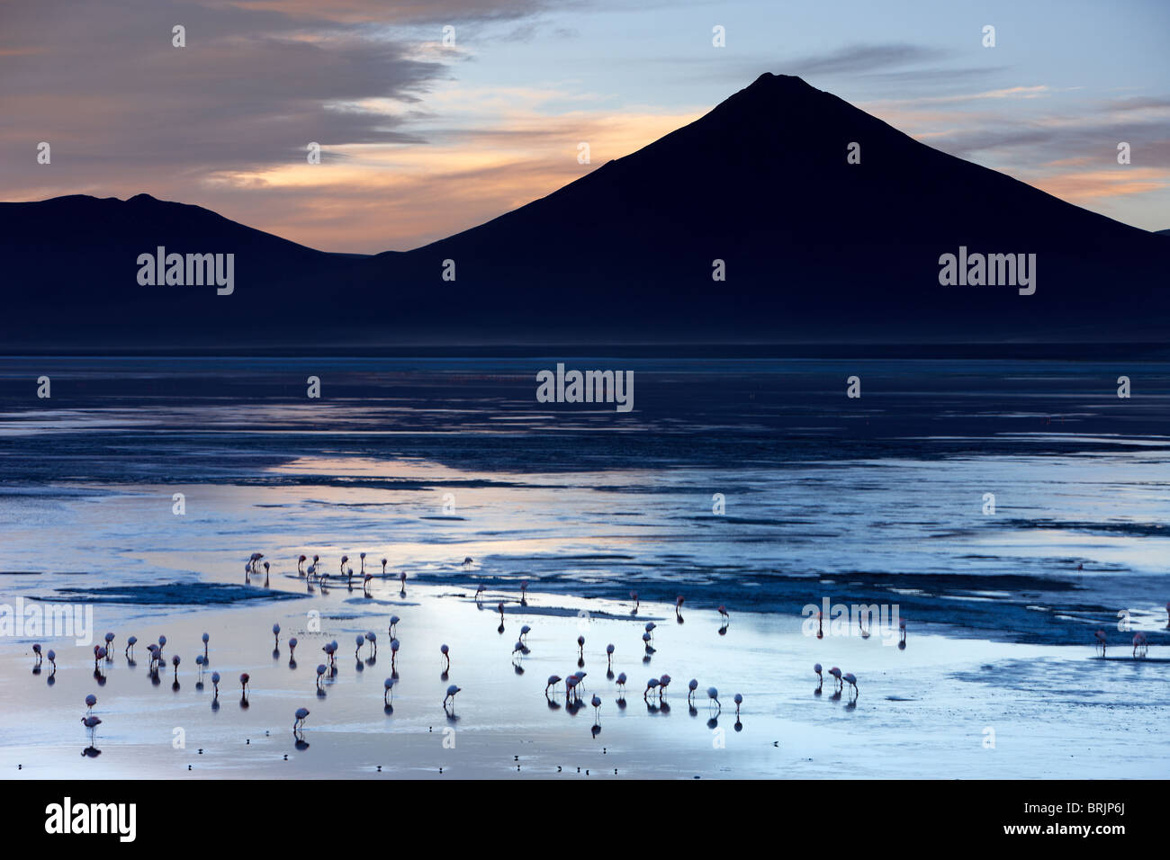 flamingos on Laguna Colorada at dawn, Eduardo Avaroa Andean Fauna National Reserve, Bolivia Stock Photo