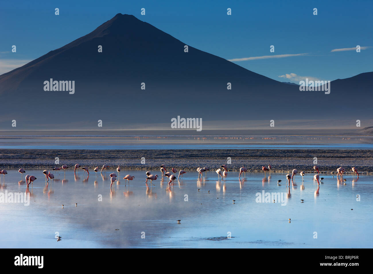 flamingos on Laguna Colorada at dawn, Eduardo Avaroa Andean Fauna National Reserve, Bolivia Stock Photo