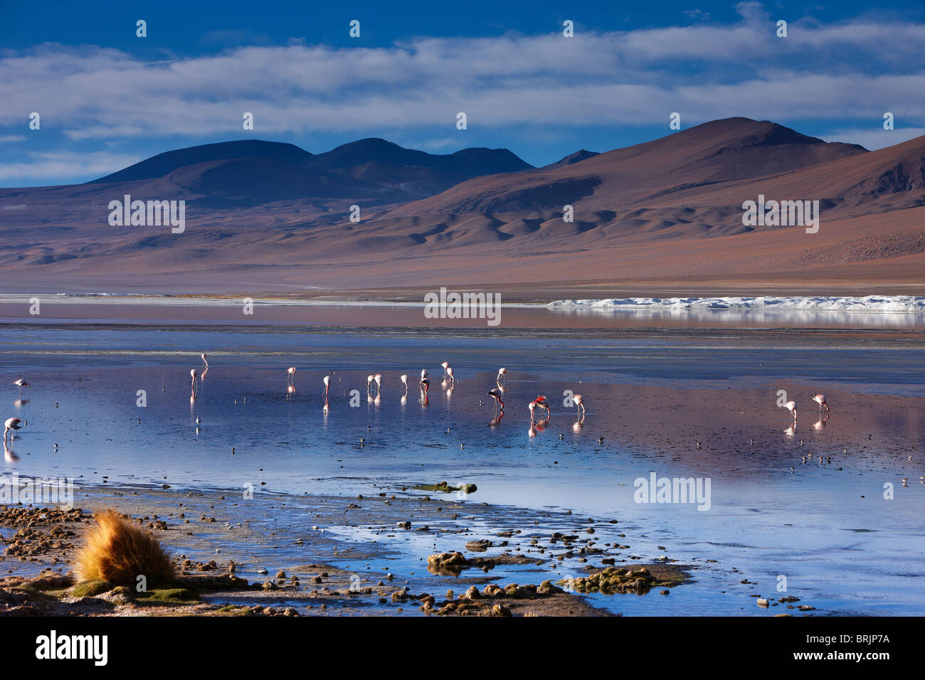 Eduardo Avaroa High Resolution Stock Photography and Images Alamy