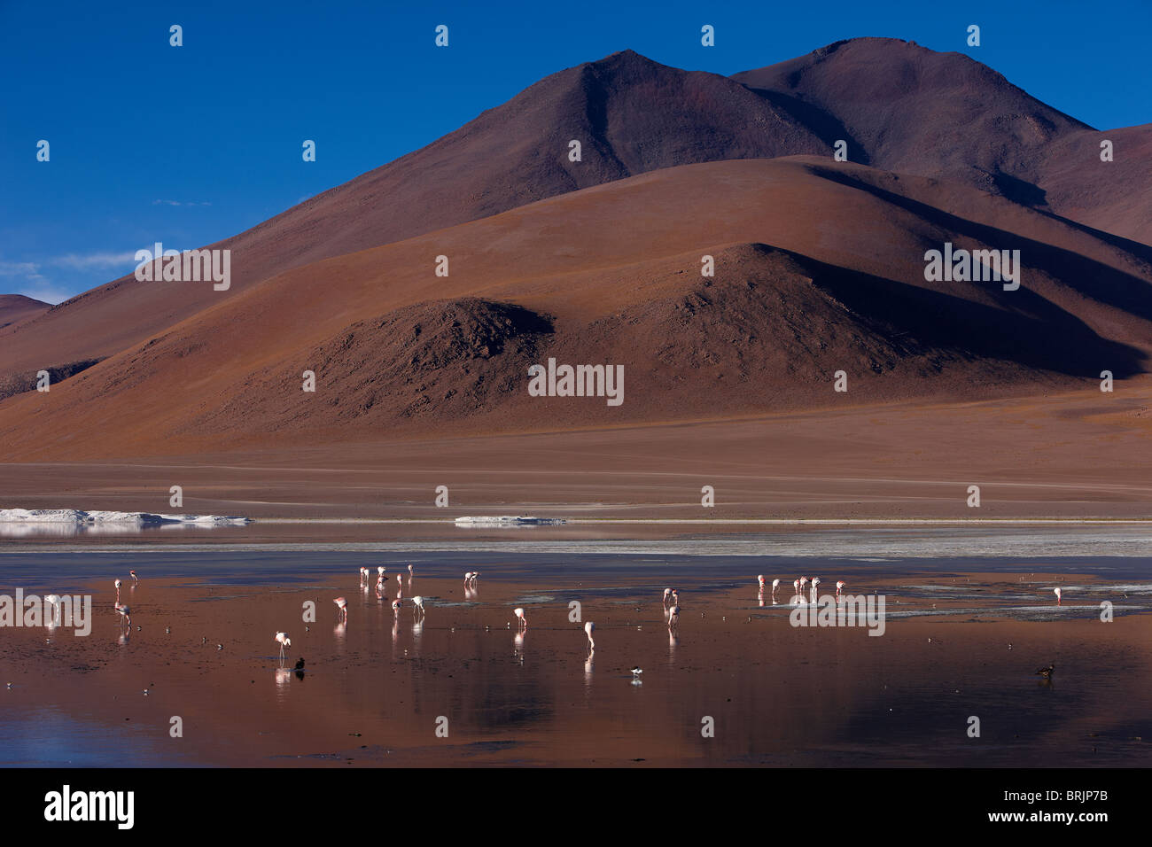 flamingos on Laguna Colorada, Eduardo Avaroa Andean Fauna National ...