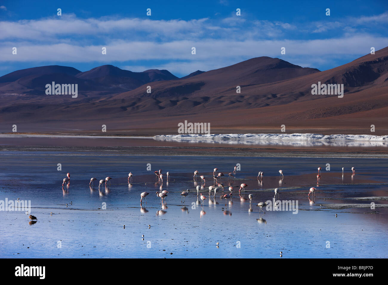 flamingos on Laguna Colorada, Eduardo Avaroa Andean Fauna National Reserve, Bolivia Stock Photo