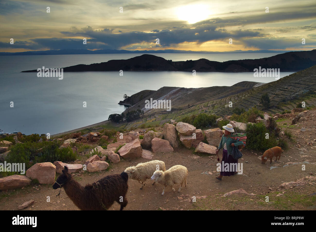 a woman with sheep & llama, Isla del Sol, Lake Titicaca, Bolivia Stock Photo