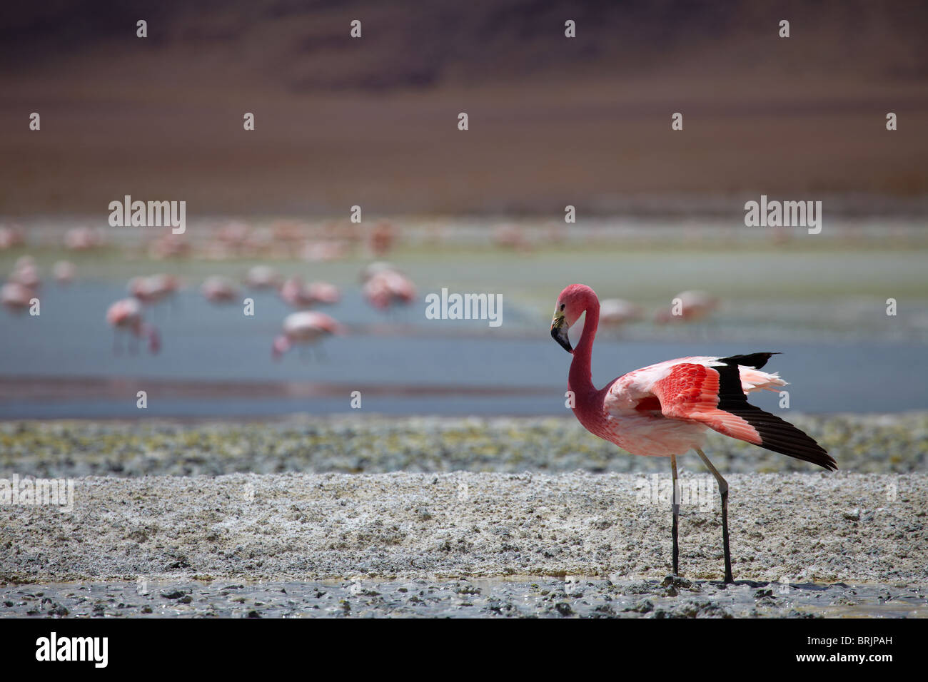 James flamingos on a laguna in the remote region of high desert, altiplano and volcanoes near Tapaquilcha, Bolivia Stock Photo