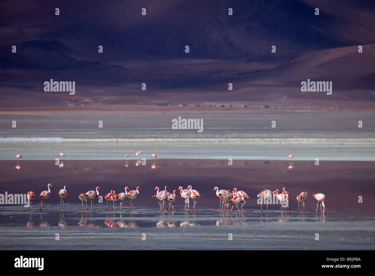 James flamingos on Laguna Colorada, Eduardo Avaroa Andean Fauna National Reserve, Bolivia Stock Photo