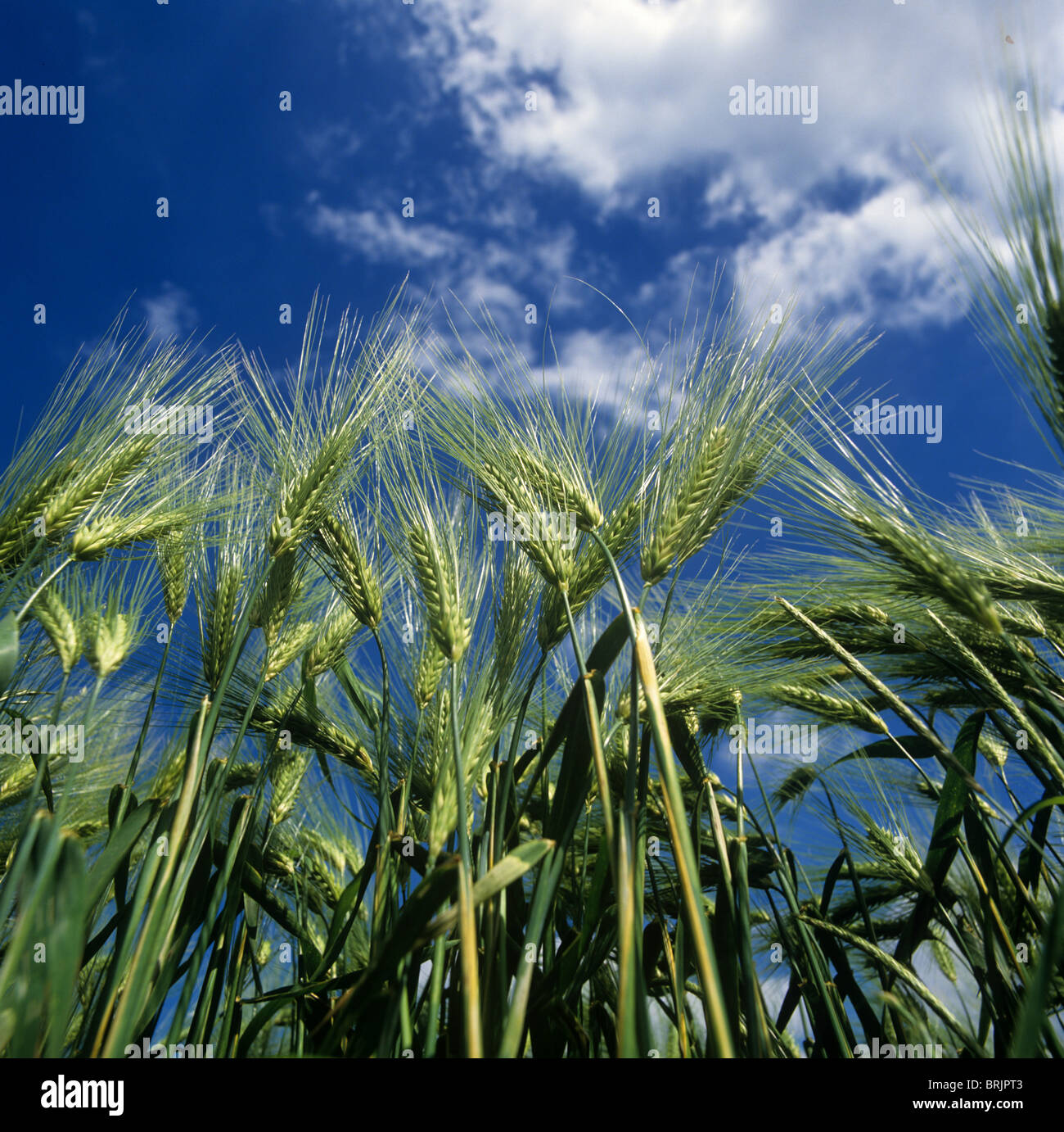 6 Rowed Barley 6 row barley hi-res stock photography and images - Alamy