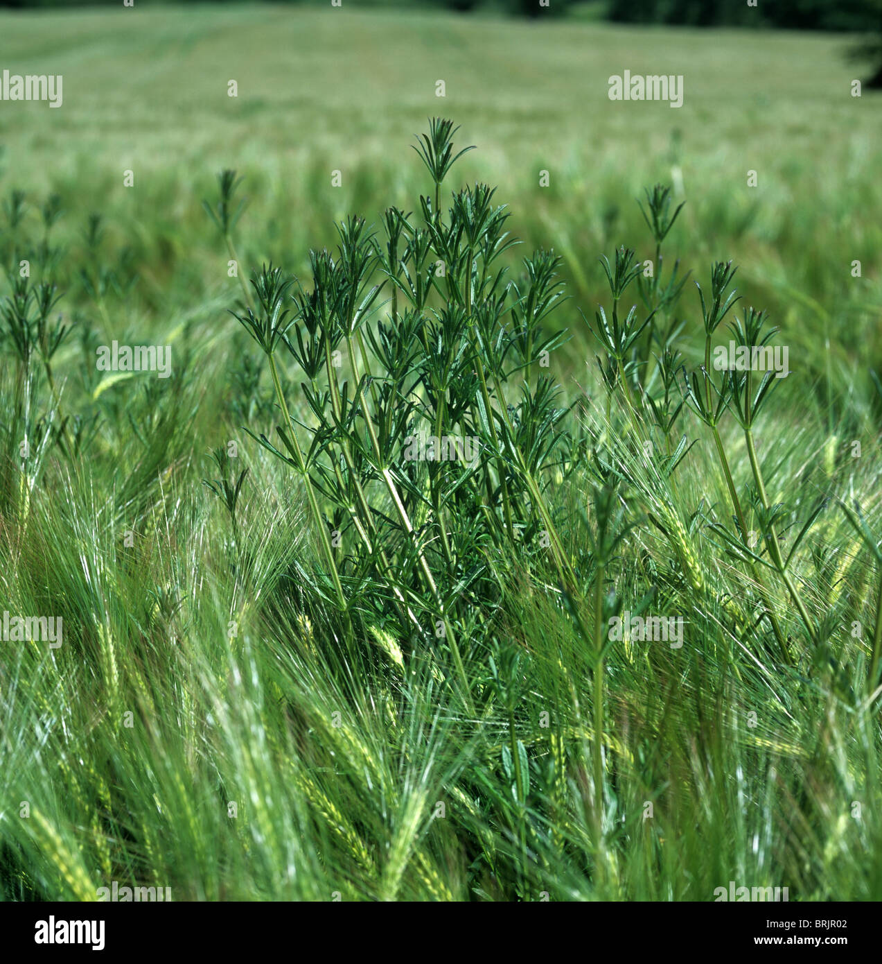 Cleavers (Galium aparine) plants above the level of a barley crop in