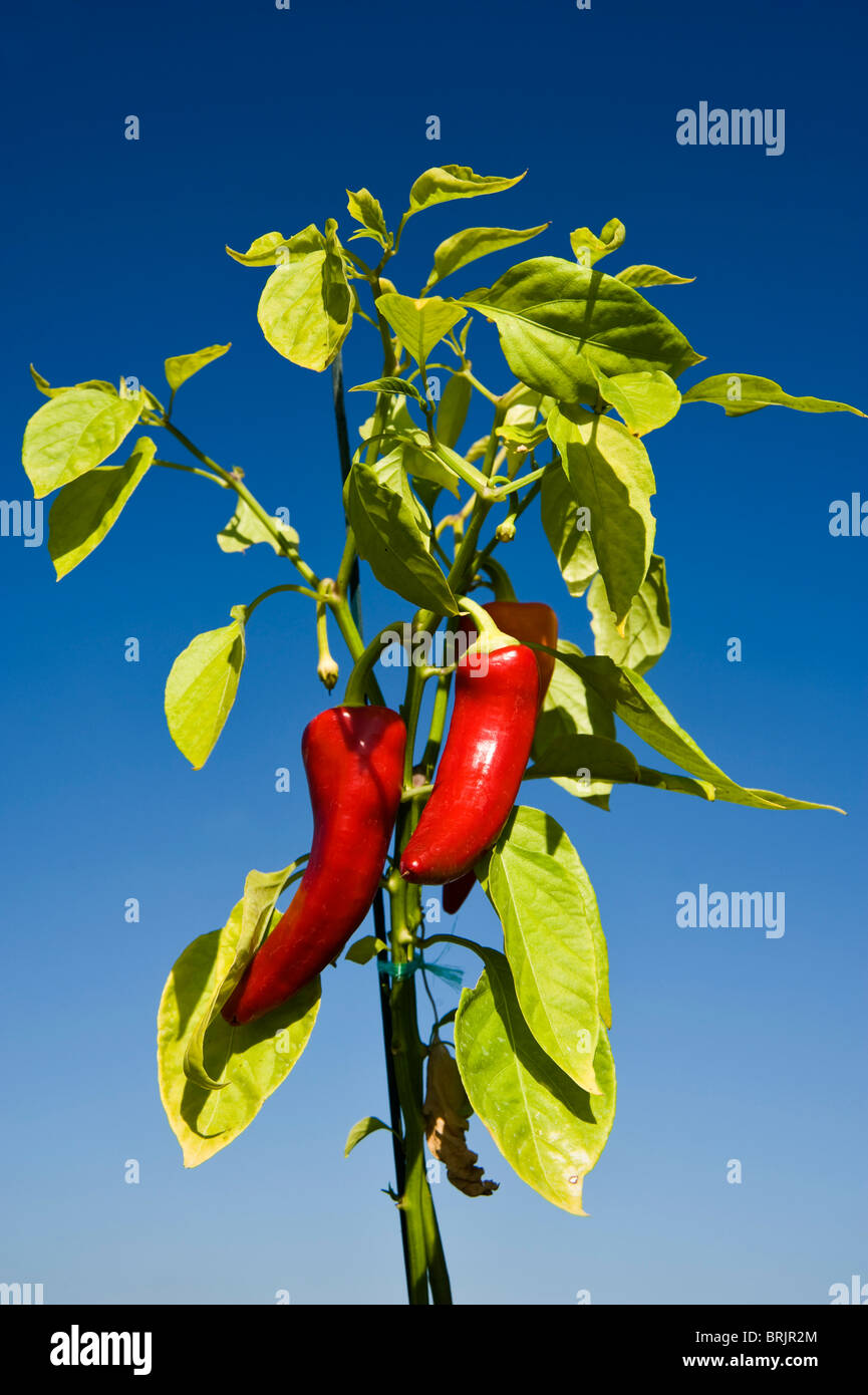 Ripe Chillies being grown in South Gloucestershire, England. Stock Photo