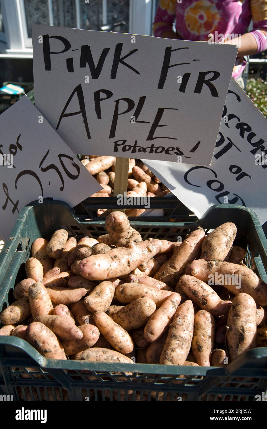 Pink Fir Apple Potatoes in a farmers' market, Thornbury, South Gloucestershire, England. Stock Photo