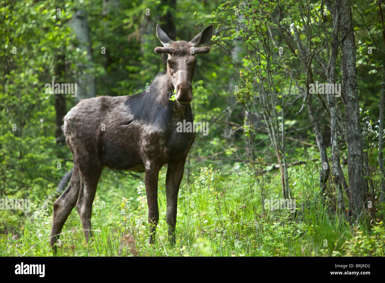 A bull moose stands in a lush forest in Idaho. Stock Photo