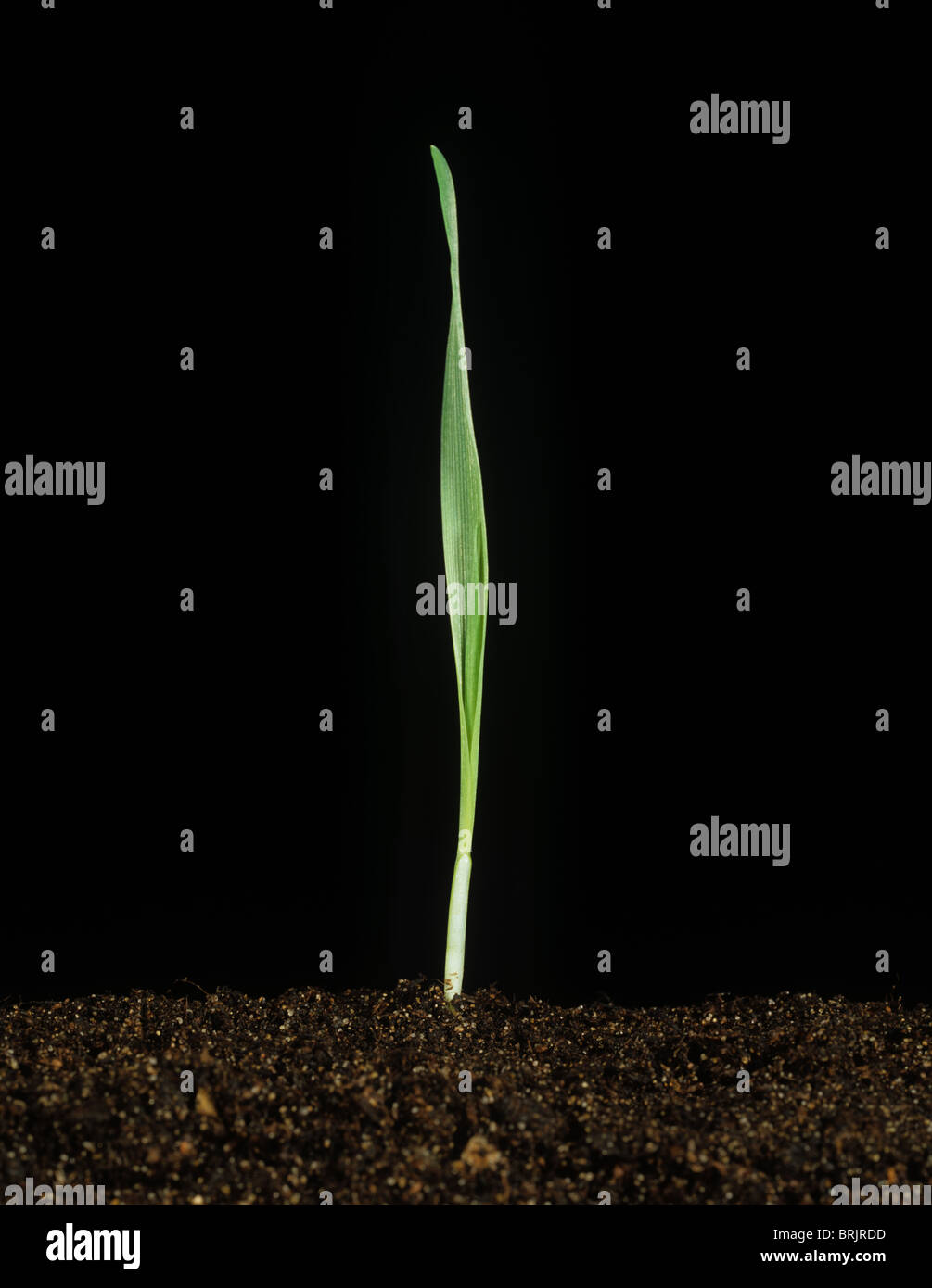Barley seedling against a black background at growth stage 11 Stock Photo