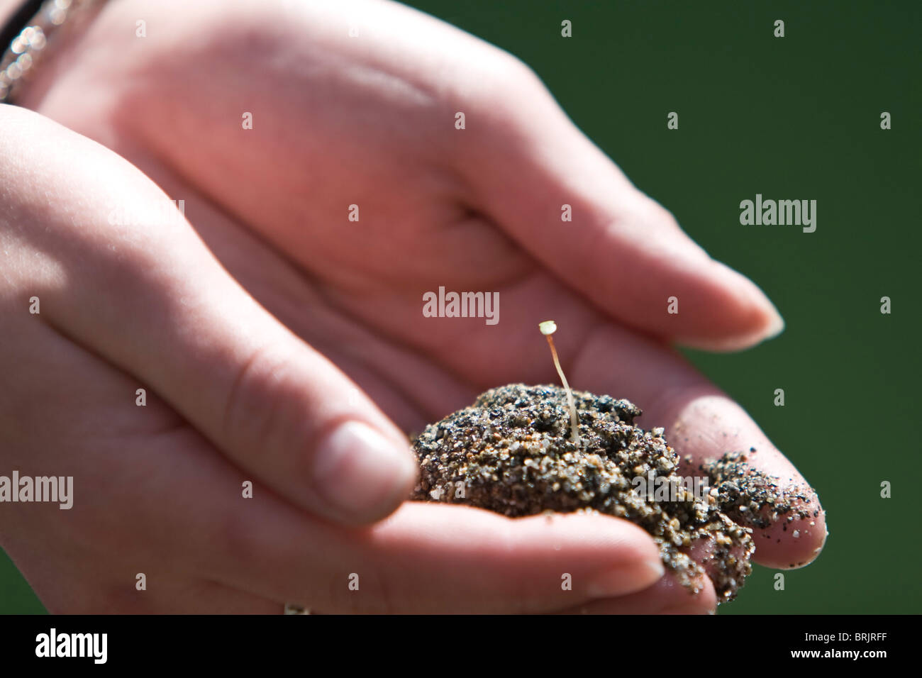 A womans hands cradle a new seedling in California. Stock Photo