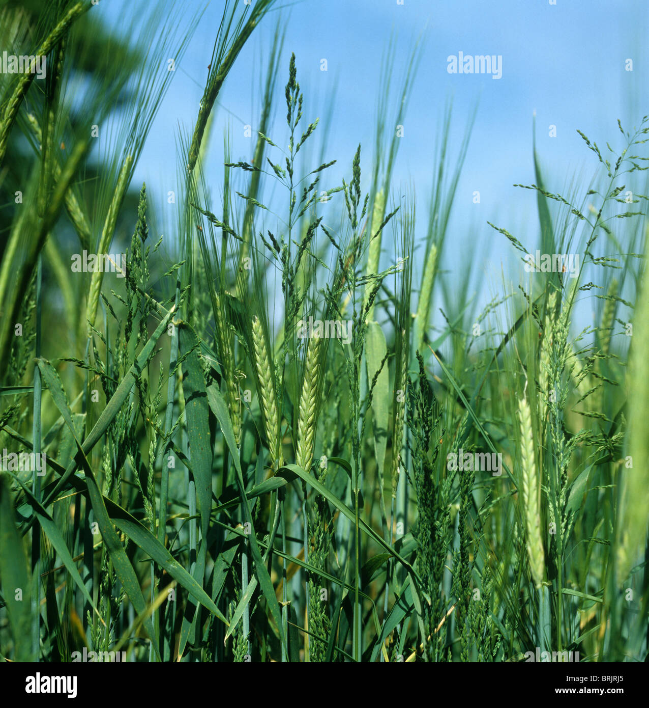 Rough meadow-grass (Poa trivialis) flowering in a barley crop in ear Stock Photo