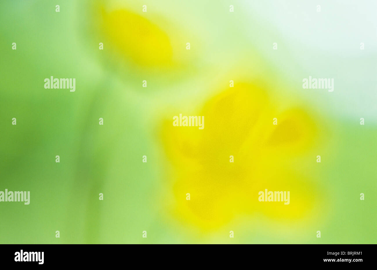 Impressionistic close up of backlit yellow flowers of Creeping buttercup or Ranunculus repens with foliage behind Stock Photo