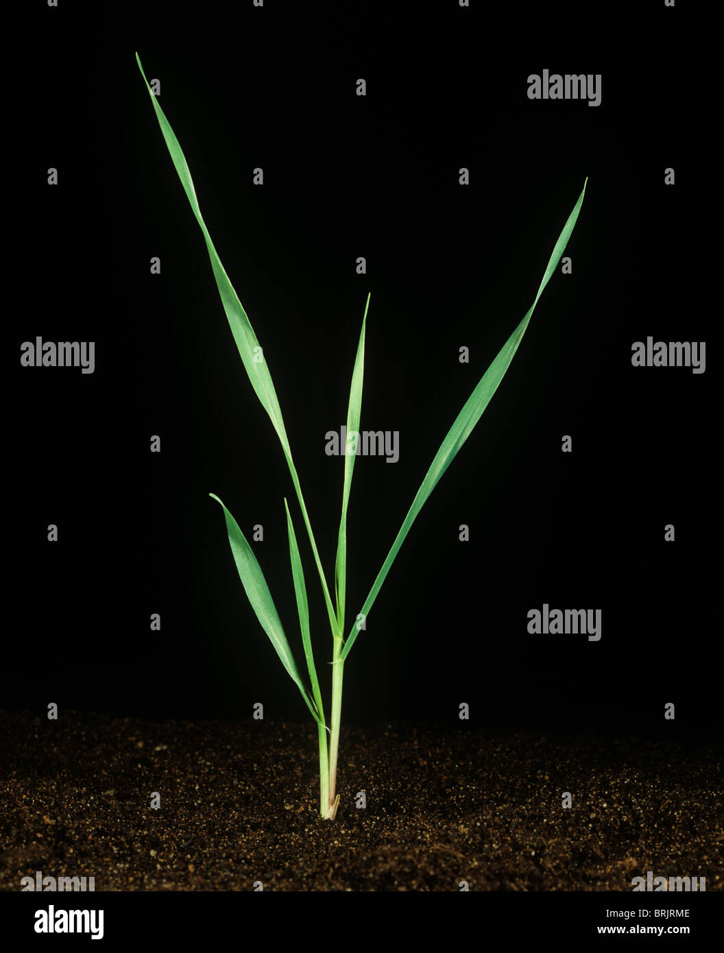 Barley seedling at growth stage 21 against a black background Stock Photo