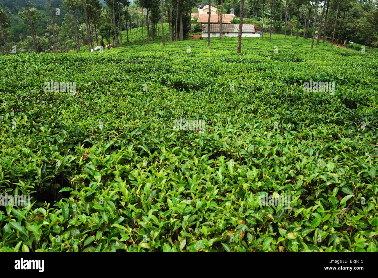 Tea Estate in Ooty, India Stock Photo