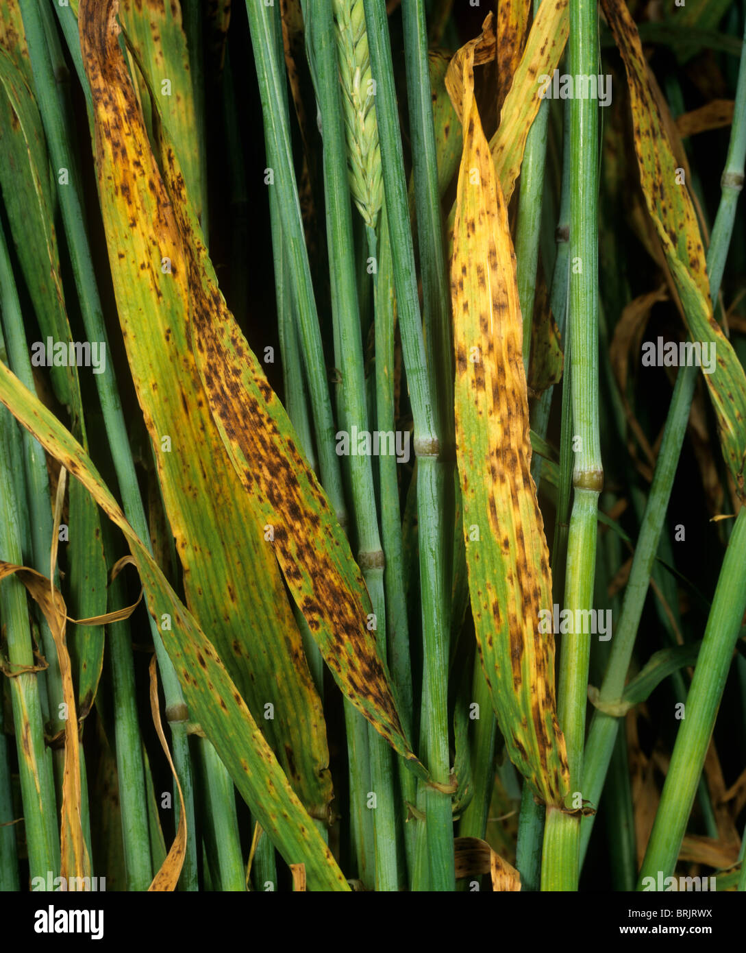 Barley spot (Ramularia collo cygni) leaf spotting on barley Stock Photo