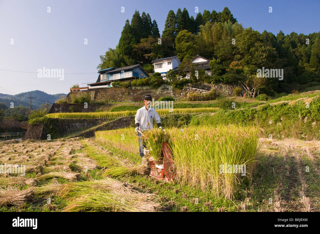 Man harvesting rice by machine in small terraced rice fields near Oita ...
