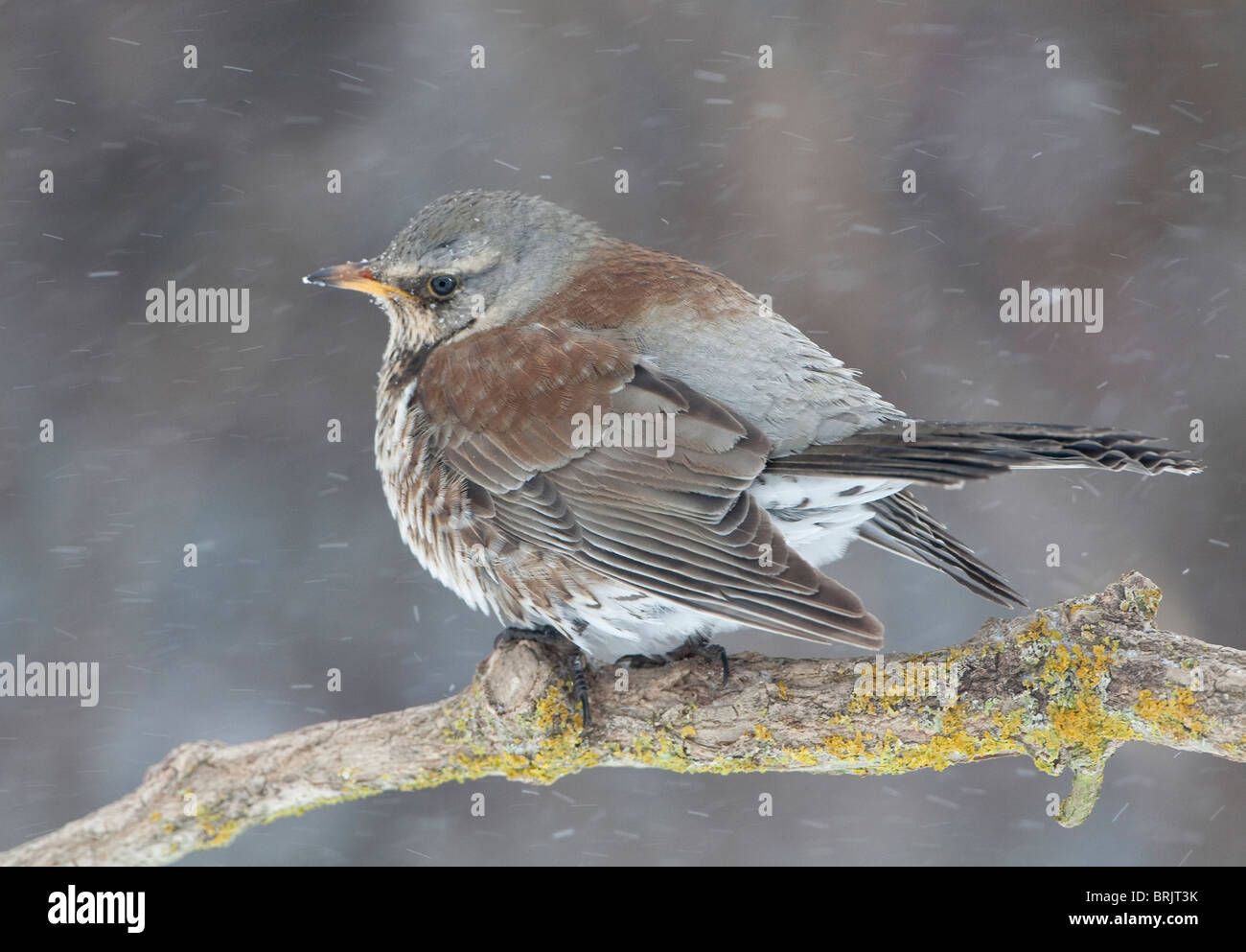 Fieldfare (Turdus pilaris) in winter perched on a branch in snow storm Stock Photo