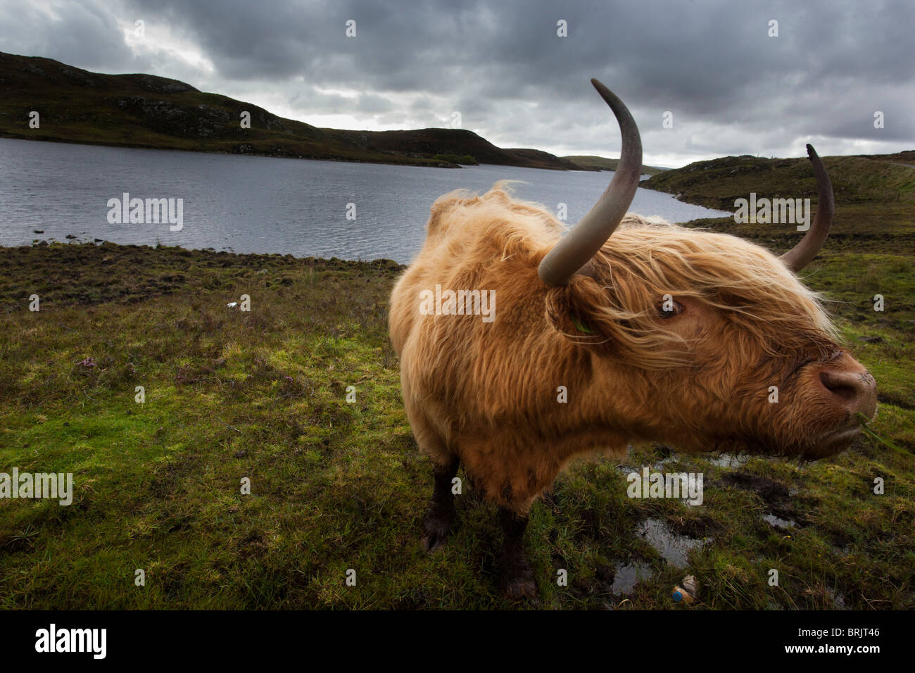 Highland cattle in front of the Cuillins mountains, isle of Skye, outer ...