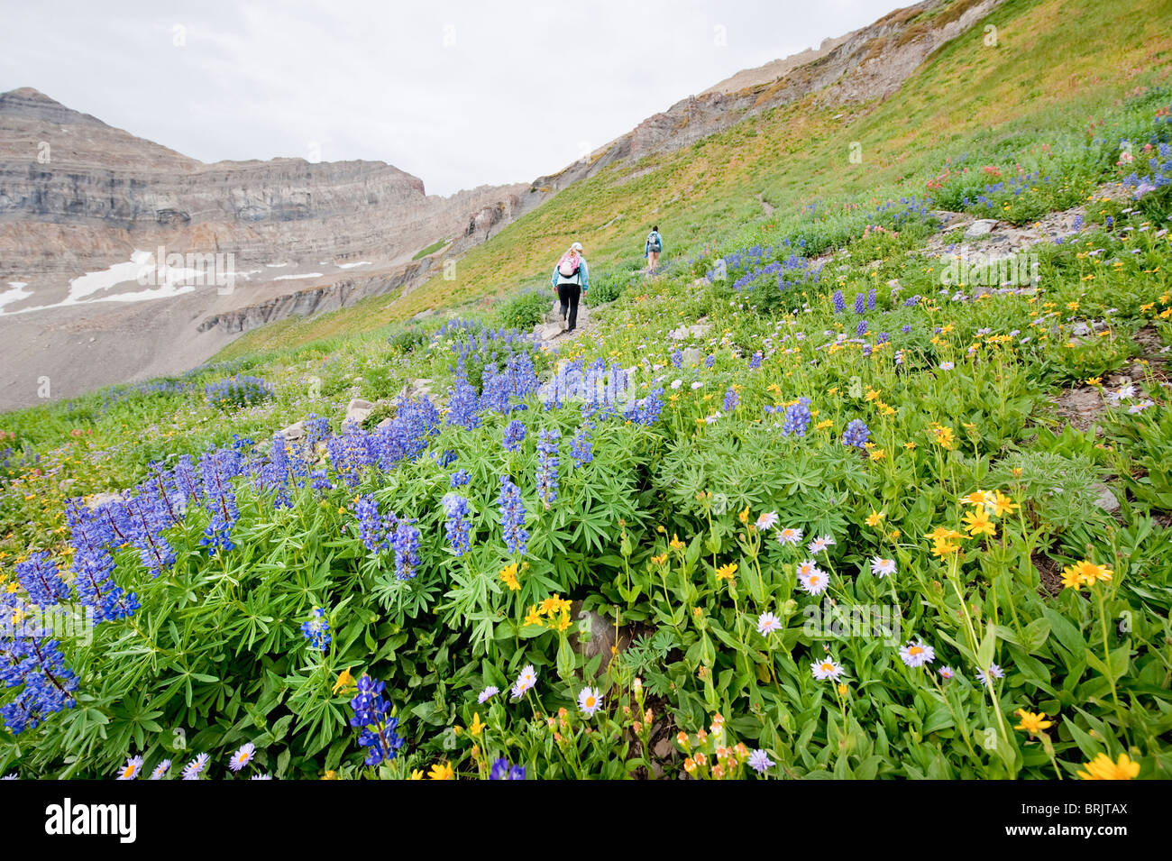 Two female hikers walk past a group of wildflowers on a hike up the