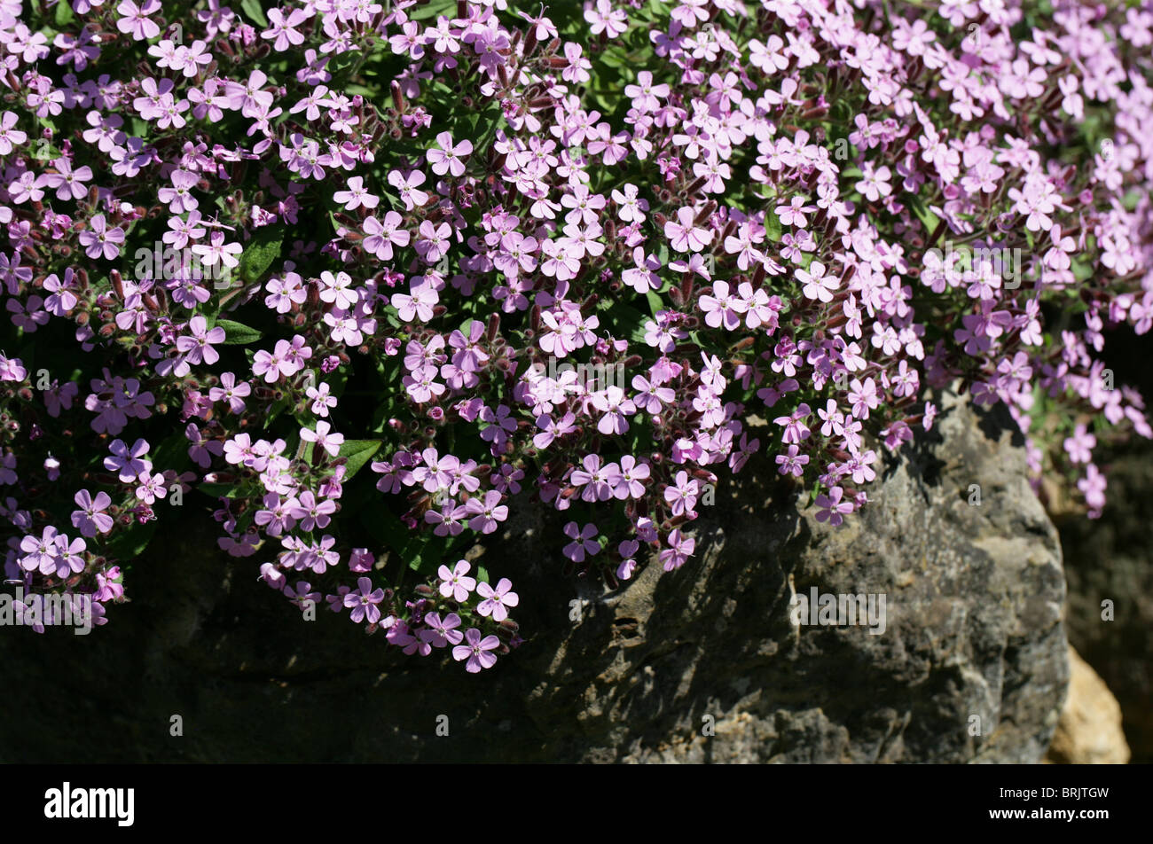 Rock Soapwort, Saponaria ocymoides, Caryophyllaceae, Europe Stock Photo