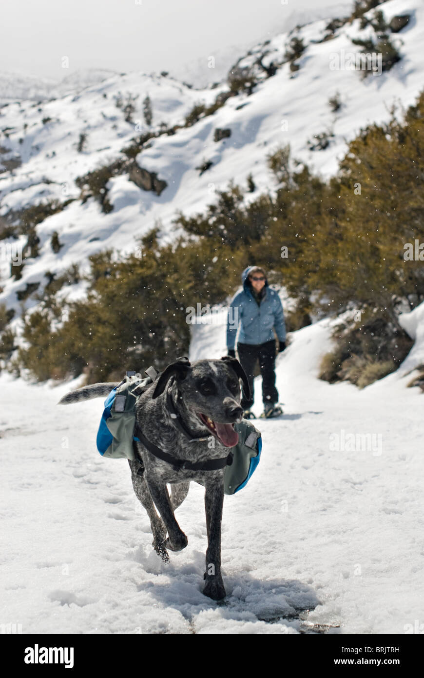 An Australian Shepard Mix, named Smokey, and a young woman trek up a snowy path. Stock Photo