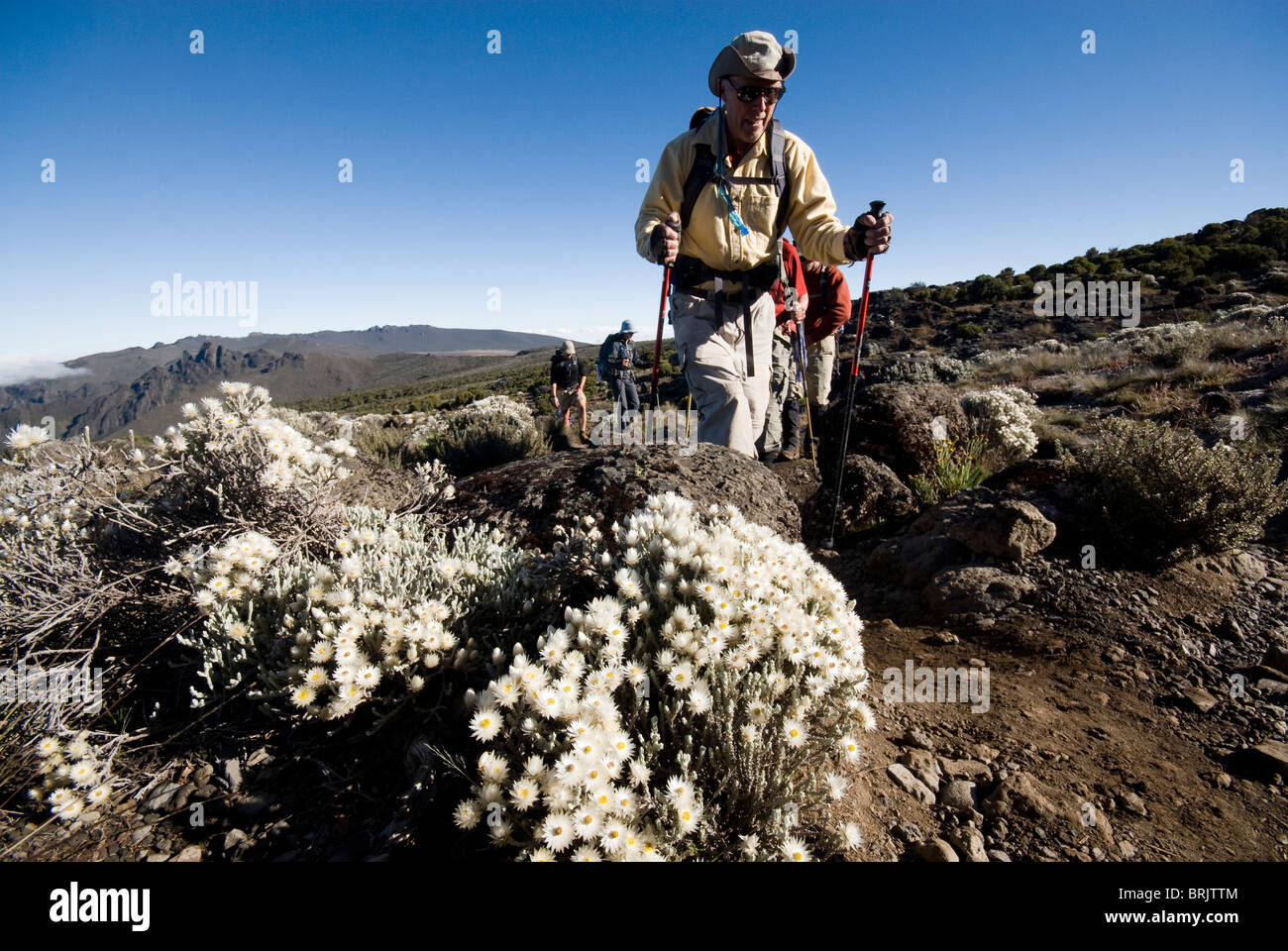 A senior man treks by wild alpine flowers in the high desert below Mt. Kilimanjaro. Stock Photo