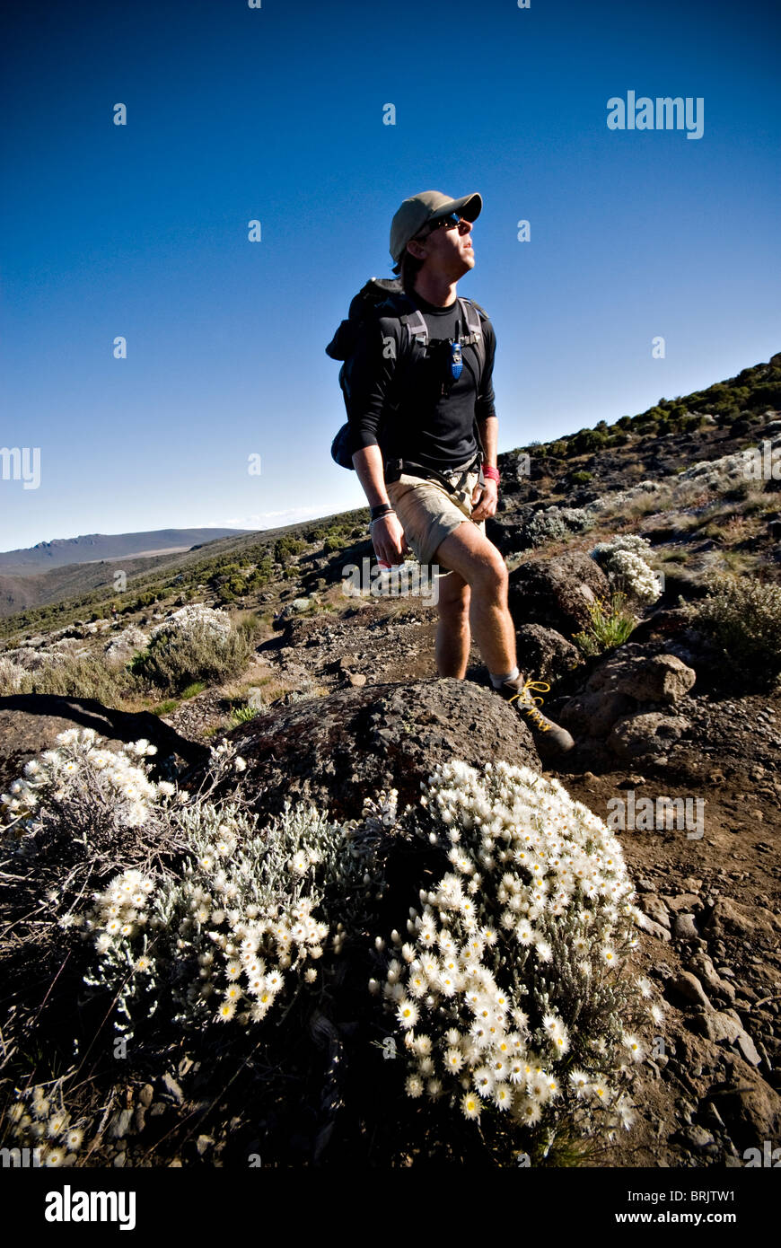 A young man hikes near alpine flowers in the high desert below Mt. Kilimanjaro. Stock Photo
