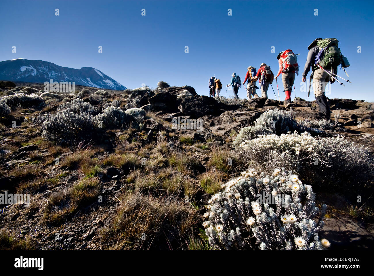 Hikers trek towards Mt. Kilimanjaro mid-morning as the peak lurks in the distance. Stock Photo